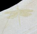 Fossil Dragonfly (Pos/Neg Pair) - Solnhofen Limestone #63374-4